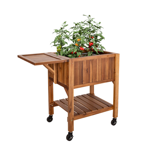 Acacia planter with tomatoes planted inside on a white background
